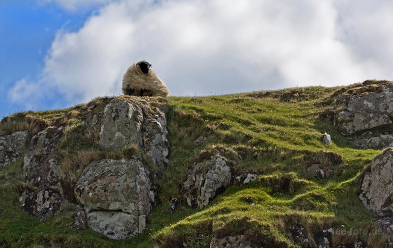 Camouflage Sheep
